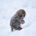 Snow Monkey Park & Zenkoji Temple Nagano Pvt. Full Day Tour. - What to Expect from the Tour
