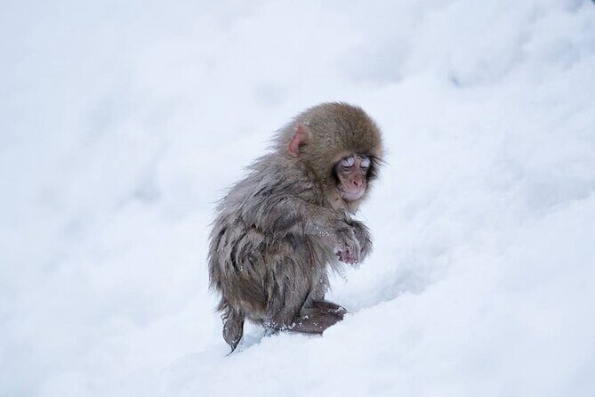 Snow Monkey Park & Zenkoji Temple Nagano Pvt. Full Day Tour. - What to Expect from the Tour