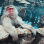 Snow Monkey & Shibu Onsen Afternoon Tour (Depart: Iiyama & Nozwa) - Practical Details and What You Can Expect