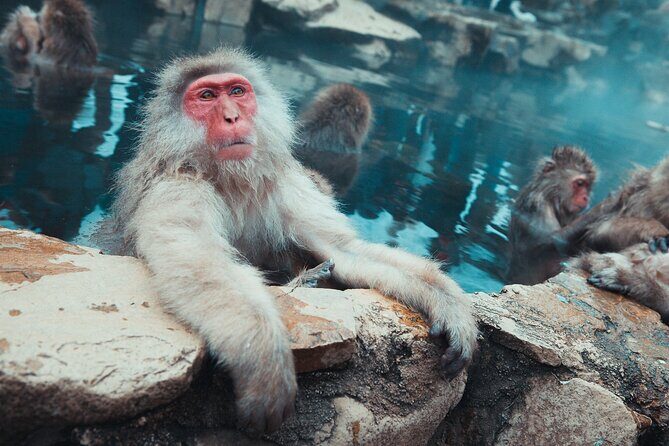 Snow Monkey & Shibu Onsen Afternoon Tour (Depart: Iiyama & Nozwa) - Practical Details and What You Can Expect