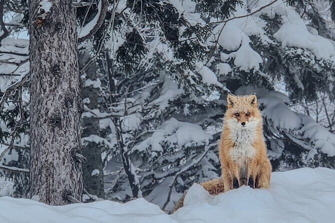 Snowshoe Adventures and Onsen Bliss Winter Escape in Furano - An In-Depth Look at the Furano Snowshoe Experience