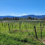 Sonoma and Napa Champagne Wine Private Tour Half Day - The Real-world Feedback