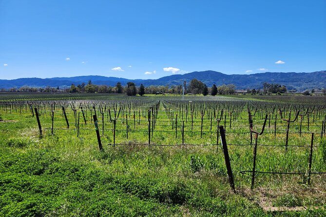 Sonoma and Napa Champagne Wine Private Tour Half Day - The Real-world Feedback