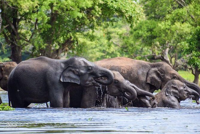 Special Half Day Yala Safari with Guide - Who Is This Tour Best For?