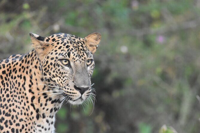 Special Leopard Safari Tour in Yala National Park by Malith & the team - The Itinerary: What to Expect