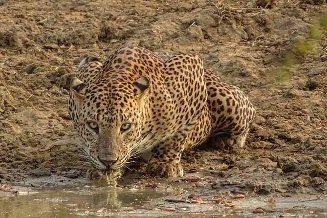 Special leopards safari Yala National park - 04.30 am to 11.30 am - The Real Value of This Safari
