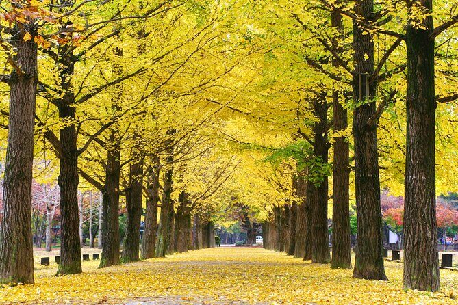 Special Private Tour Nami Island, Rail Bike, Petite France - Authentic Insights from Reviewers