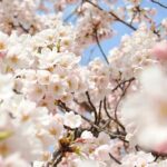 (Spring Only) 1-Day Snow Monkeys & Cherry Blossoms in Nagano Tour - Who Will Love This Tour?