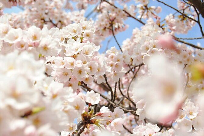 (Spring Only) 1-Day Snow Monkeys & Cherry Blossoms in Nagano Tour - Who Will Love This Tour?