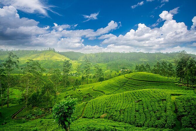 Sri Lanka 7 Days Tour - What Could Be Better?