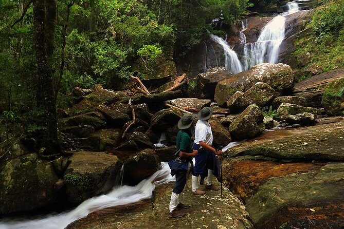Sri Lanka Sinharaja Rain Forest Tour with Transport - Why the Sinharaja Rain Forest Tour Stands Out