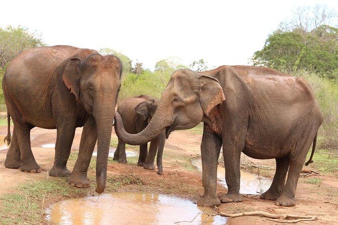 Sri lanka Wildlife Tour - Practicalities and Experience Insights