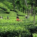 Srimangal Overnight Private Tour from Dhaka - Logistics, Value, and Practical Details