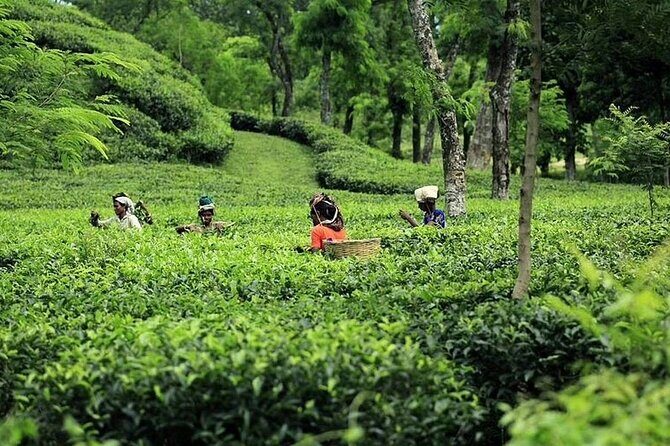 Srimangal Overnight Private Tour from Dhaka - Logistics, Value, and Practical Details
