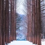 Strawberry & Nami Island & Railbike Trip (+ Opt. Korean Garden) - Authentic Traveler Insights