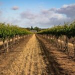 Sula Vineyards Day tour from Mumbai - Final Thoughts: Who Is This Tour Best For?