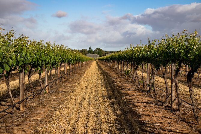 Sula Vineyards Day tour from Mumbai - Final Thoughts: Who Is This Tour Best For?