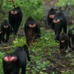 Sulawesi Tangkoko National Park Private Tour - Final Thoughts: Is It Worth It?