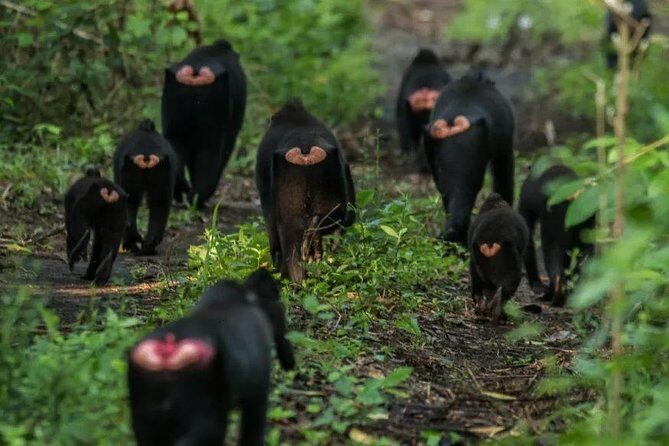 Sulawesi Tangkoko National Park Private Tour - Final Thoughts: Is It Worth It?