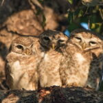 Sultanpur Bird Sanctuary Tour Near Delhi - The Value of the Sultanpur Bird Sanctuary Tour