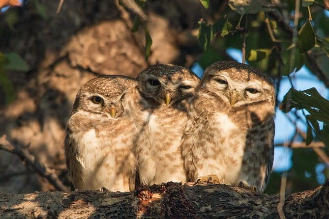 Sultanpur Bird Sanctuary Tour Near Delhi - The Value of the Sultanpur Bird Sanctuary Tour