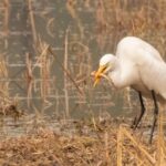 Sultanpur Birding Escapade - How This Tour Stands Out