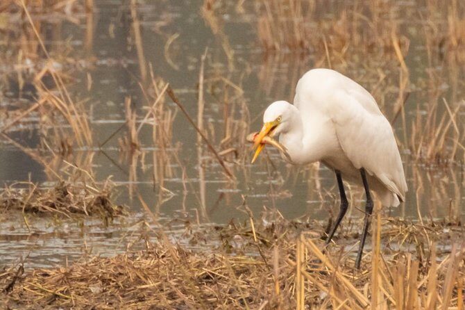 Sultanpur Birding Escapade - How This Tour Stands Out