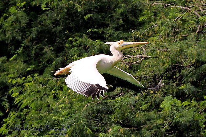 Sultanpur The wonder of Birding from Delhi - In-Depth Look at the Sultanpur Bird Sanctuary Tour