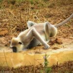 Super Luxury Jeep Safari at Yala National Park - Who Should Book This Tour?