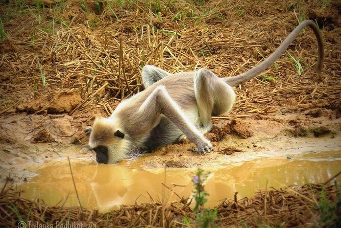 Super Luxury Jeep Safari at Yala National Park - Who Should Book This Tour?