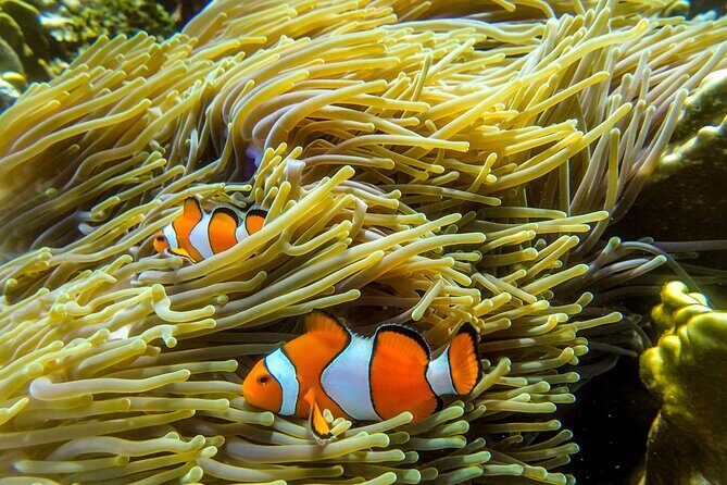 Surin Islands- Early Bird Snorkeltour from Khao Lak in English, French, German, Italian - Pricing and Value: Is It Worth It?