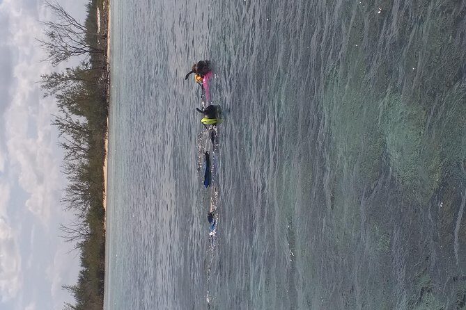 Sweetings Cay Mangrove Kayaking and Turtles - Sweetings Cay and the Kayaking Experience