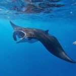 Swim With Manta Rays Snorkeling and Village Tour Lembongan - The Sum Up