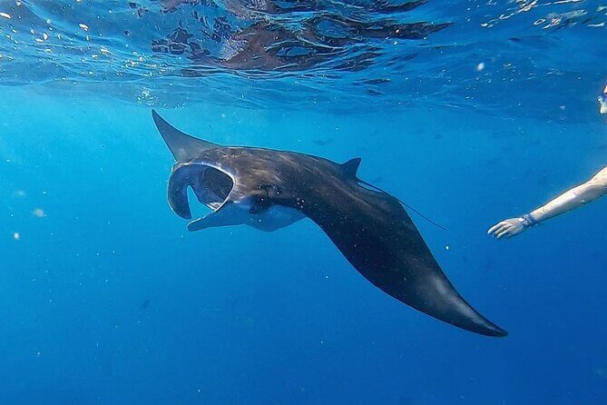 Swim With Manta Rays Snorkeling and Village Tour Lembongan - The Sum Up