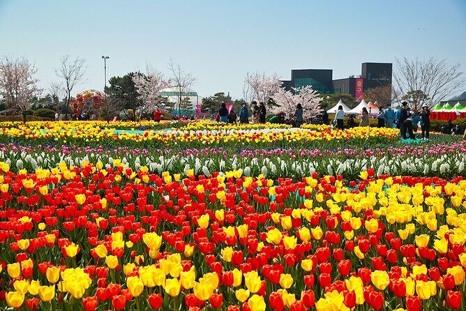 Taean Tulip Festival & Strawberry Picking Day Tour from Seoul - Frequently Asked Questions