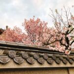 Taipei Cherry Blossom Day Tour to Yangmingshan and Tamsui - Who Will Love This Tour?