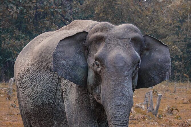 Taj Mahal with Visit to Elephant Conservation Center From Delhi - Who Will Love This Tour?