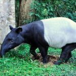 Taman Negara Day Tour with Canopy Walk - What Makes This Tour Stand Out