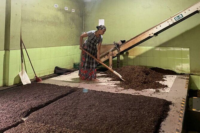 Tea Factory Tour with Tea Tasting Session - Who Will Love This Tour?