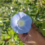Tea Pluckers' Day - A Deep Dive into the Tea Pluckers Day Experience