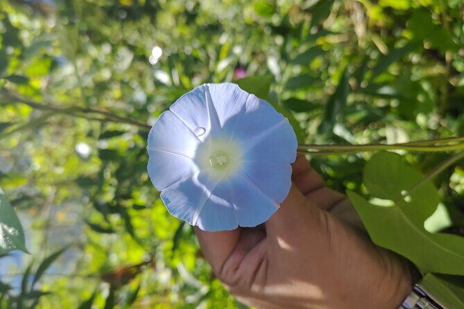 Tea Pluckers' Day - A Deep Dive into the Tea Pluckers Day Experience