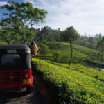 Tea Tasting in Nuwara Eliya - Final thoughts
