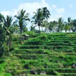 Tetebatu Walking Tour - Rice Terraces, Waterfall & Monkey Forest - The Sum Up: Who Is This Tour Perfect For?