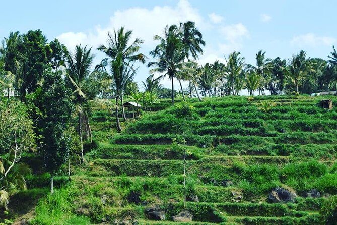 Tetebatu Walking Tour - Rice Terraces, Waterfall & Monkey Forest - The Sum Up: Who Is This Tour Perfect For?