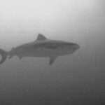 The Original Tiger Shark Challenge - Is It Worth the Price?