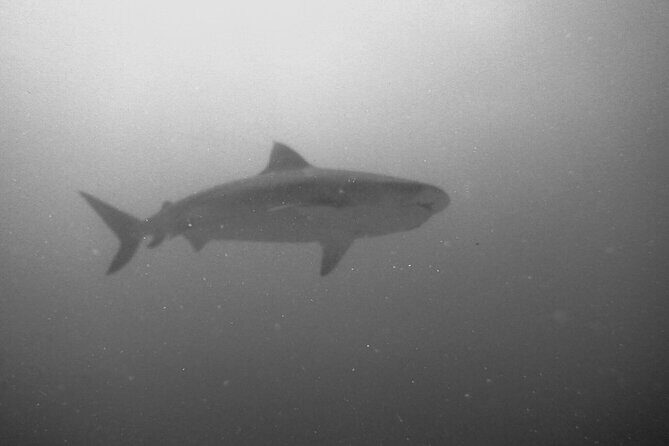 The Original Tiger Shark Challenge - Is It Worth the Price?