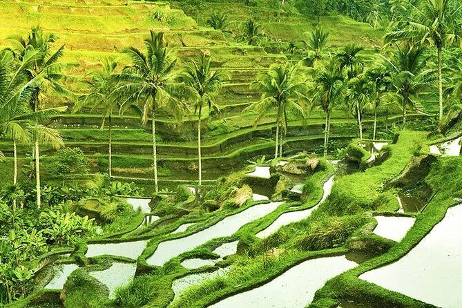 The Popular Of Ubud Private Day Tour - Why This Tour Offers Good Value