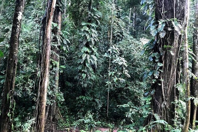 The Ultimate Hikers Choice - 5 days forest trek with homestay and camping - Starting Point and First Impressions