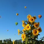 Thrilling Napa Balloon Ride: No change after 5pm the day prior to balloon tour - Starting the Day: From San Francisco to Napa
