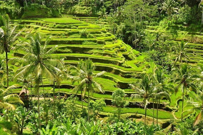 Tickets inclusive: Blessing Bali Tour - An In-Depth Look at the Blessing Bali Tour